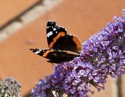 16th Jul 2022 - Red Admiral
