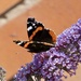 Red Admiral by orchid99