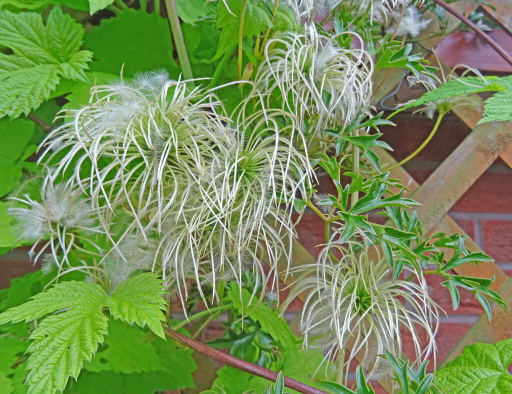 Early Virgin's Bower Clematis transformed by marianj