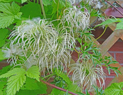 11th Jul 2022 - Early Virgin's Bower Clematis transformed