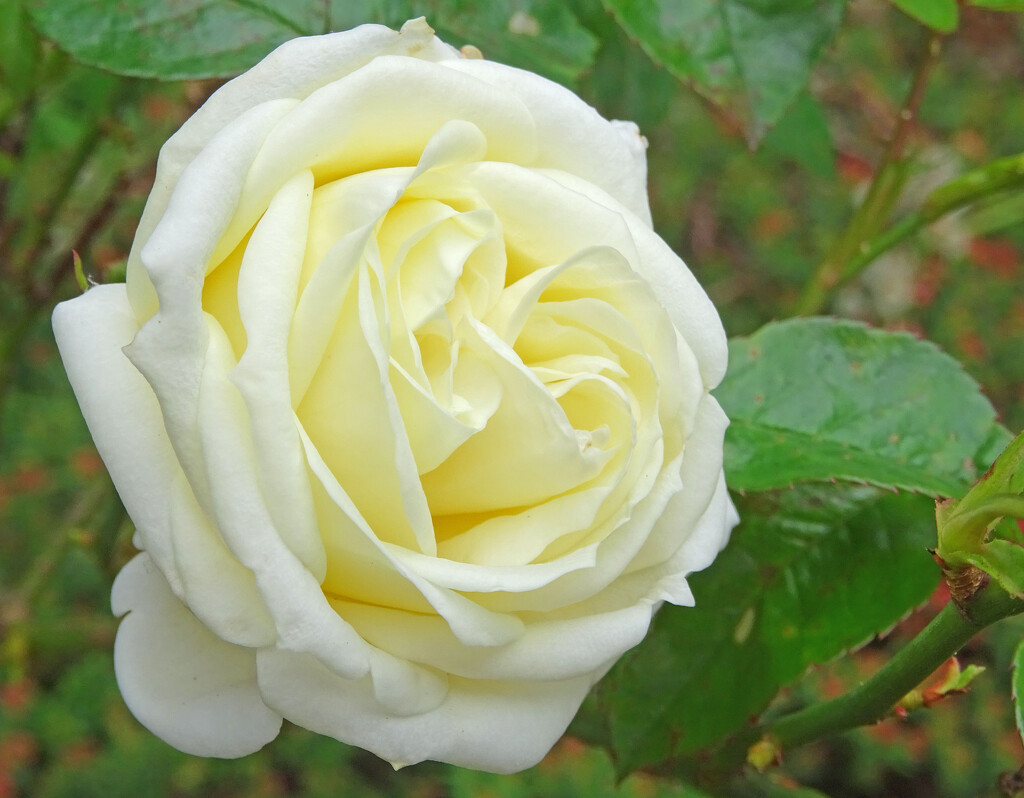 Silver Wedding Rose by marianj