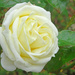 Silver Wedding Rose by marianj