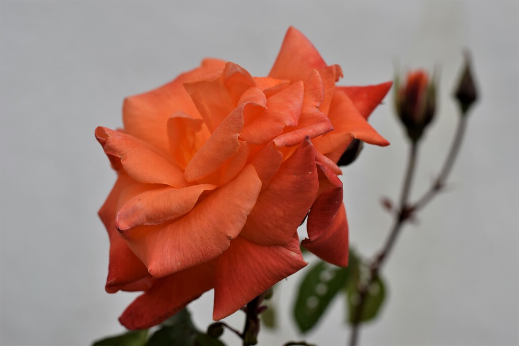 orange rose by christophercox