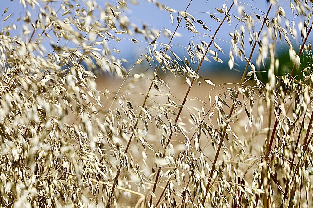 Sparkling Grass by carole_sandford