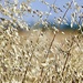 Sparkling Grass by carole_sandford