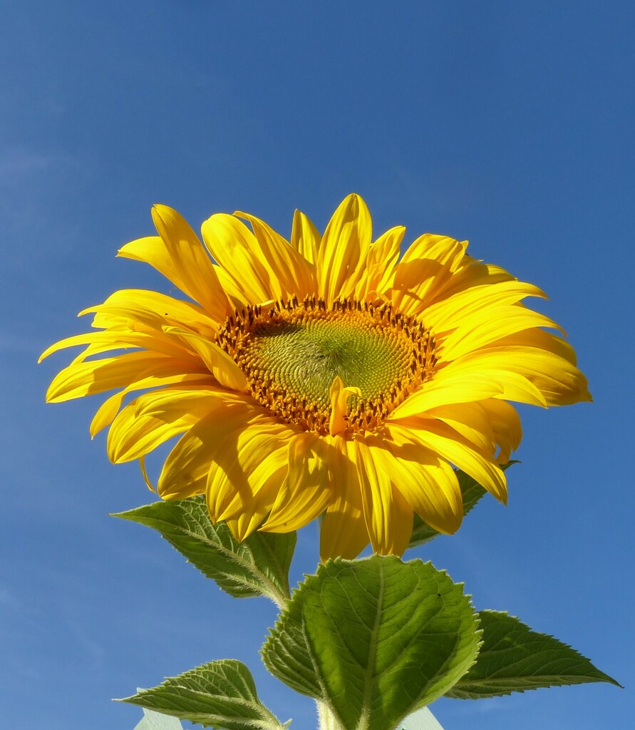 Sunflower  by jokristina