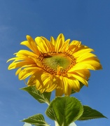 14th Jul 2022 - Sunflower 