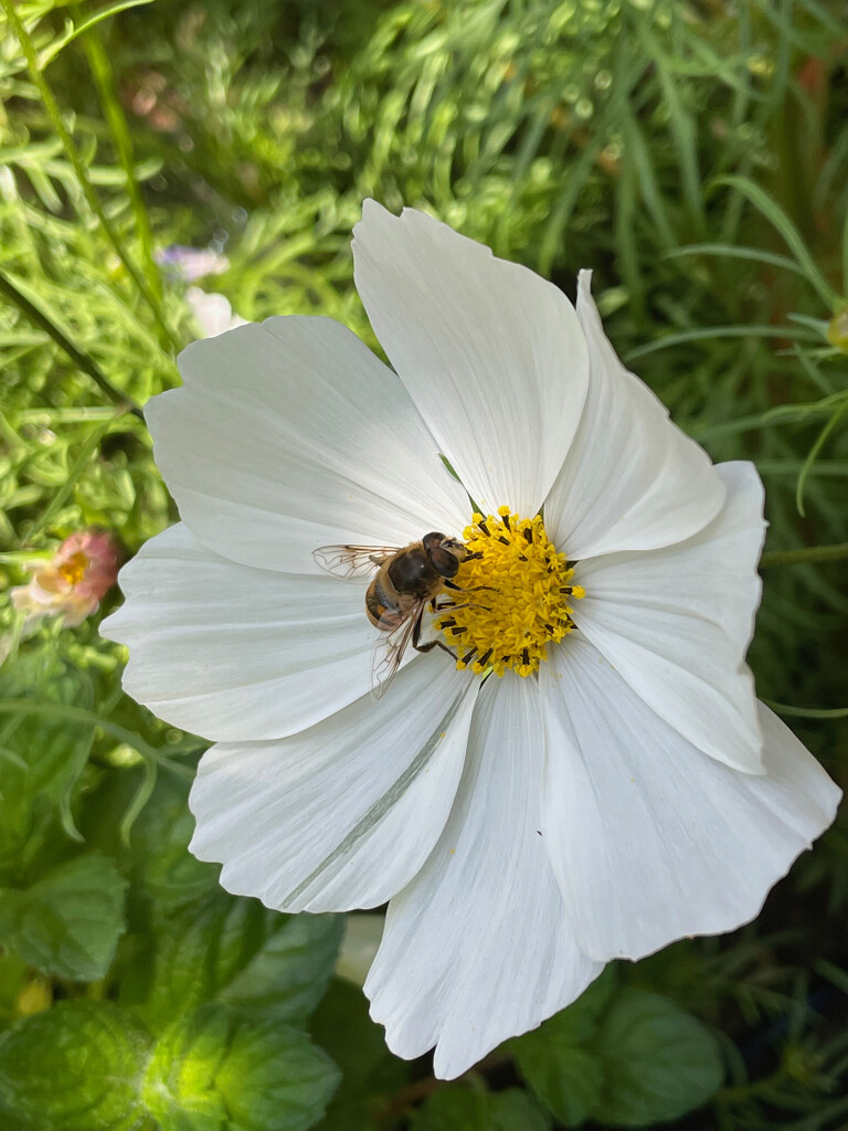 Bee on Cosmos by 365projectmaxine