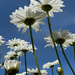 Blue Sky, White Daisies by 365projectmaxine