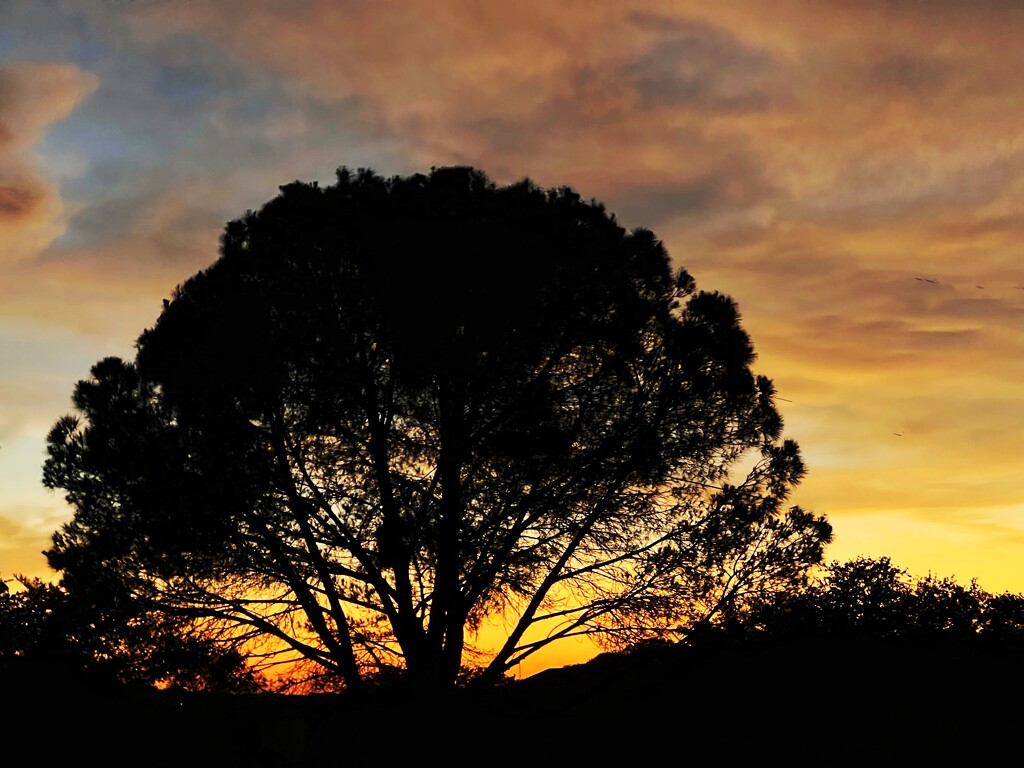 Backyard Sunset by dkellogg