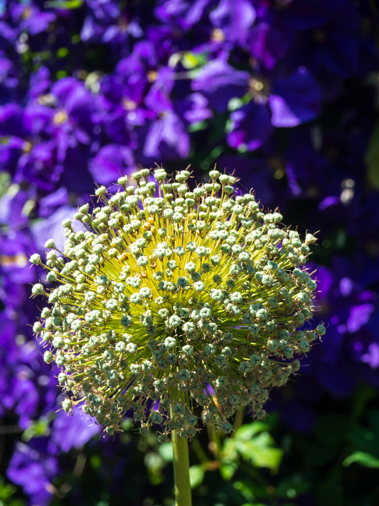 Allium seedhead by josiegilbert