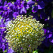 Allium seedhead by josiegilbert