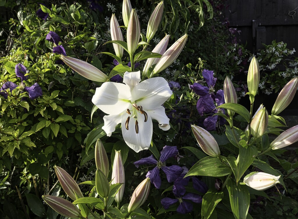 Large White Lily. by tonygig