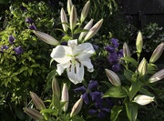 16th Jul 2022 - Large White Lily.