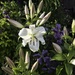 Large White Lily. by tonygig