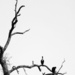 The Cormorant Tree by 30pics4jackiesdiamond