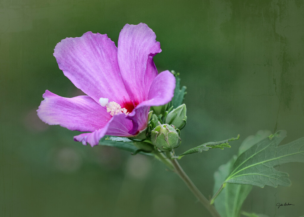Rose of Sharon by 2022julieg