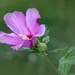 Rose of Sharon by 2022julieg