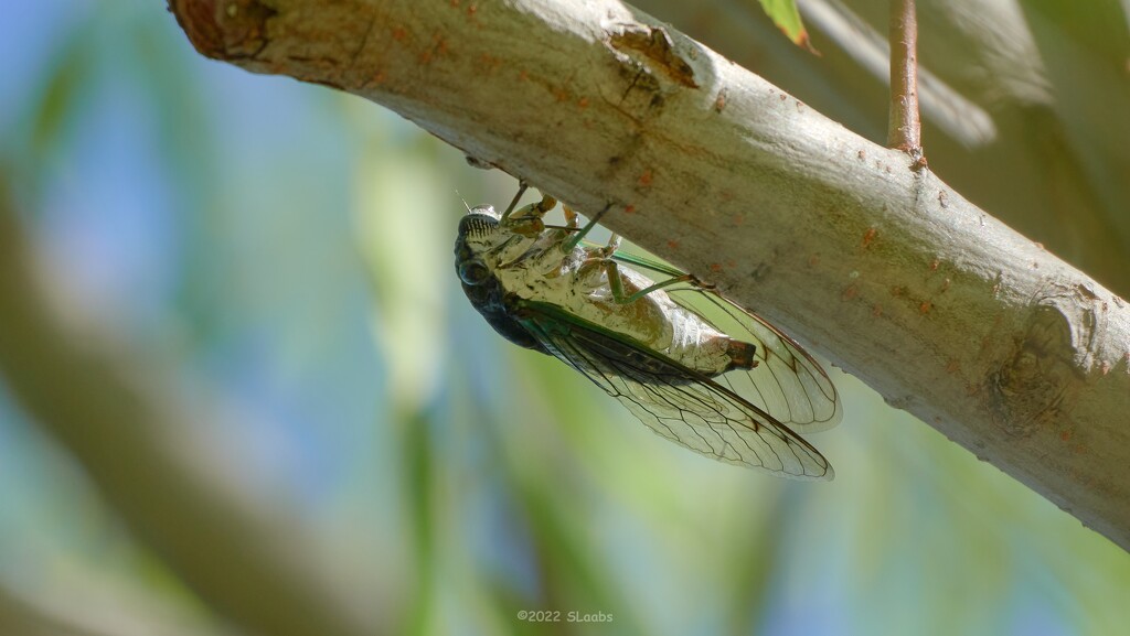 196-365 Cicada  by slaabs