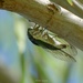 196-365 Cicada  by slaabs