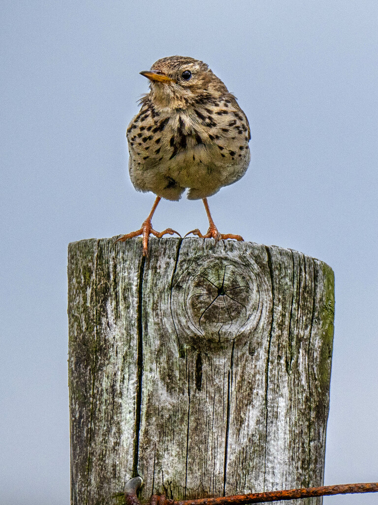 Meadow Pipit. by gamelee
