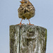 Meadow Pipit.