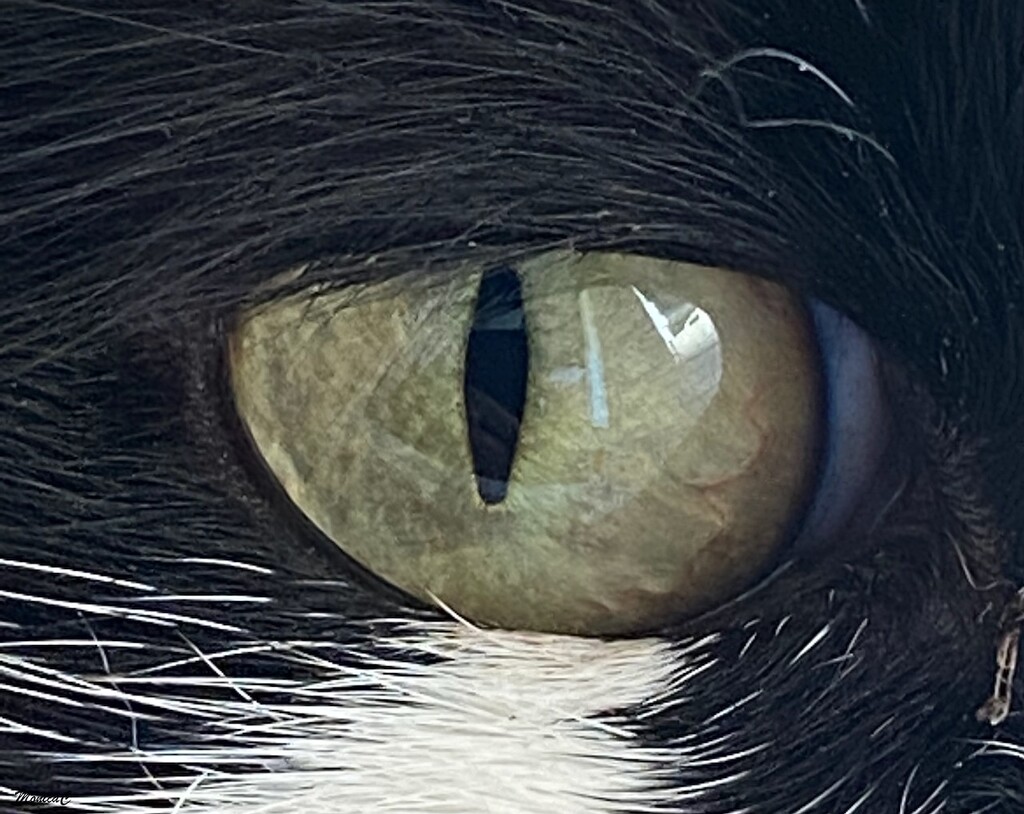 Cat's eye by monicac
