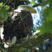 Bald Eagle by eolidia