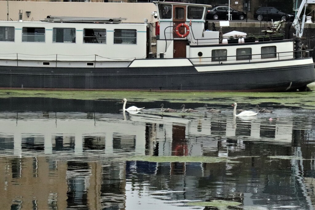 How many cygnets do you see? Swan family passing through into the Limehouse basin on the Thames. Not worried by the fact it's really quite busy.   That is what probably comes of having royal protection by 365jgh
