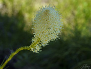 16th Jul 2022 - Bear Grass  