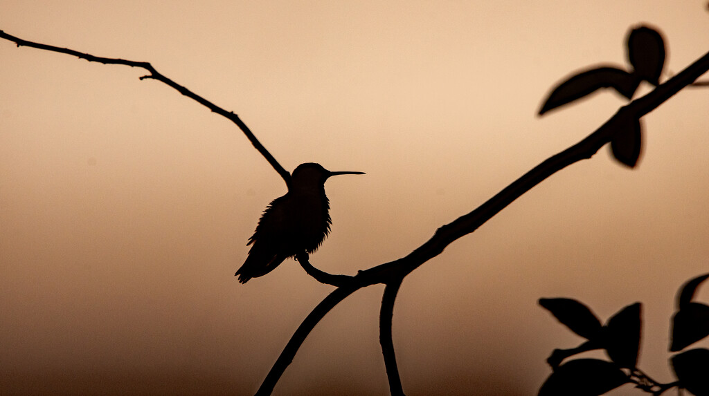 Hummingbird Silhouette! by rickster549
