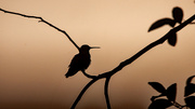 16th Jul 2022 - Hummingbird Silhouette!