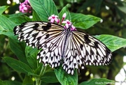 17th Jul 2022 - Butterfly 
