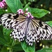 Butterfly  by stuart46