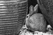 17th Jul 2022 - Temerarious Bunny Rabbit!