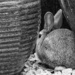 Temerarious Bunny Rabbit! by jamibann