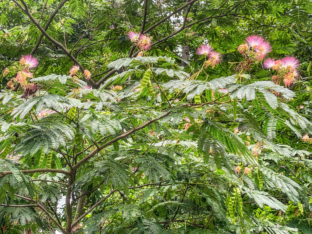 Blooming Mimosa by k9photo