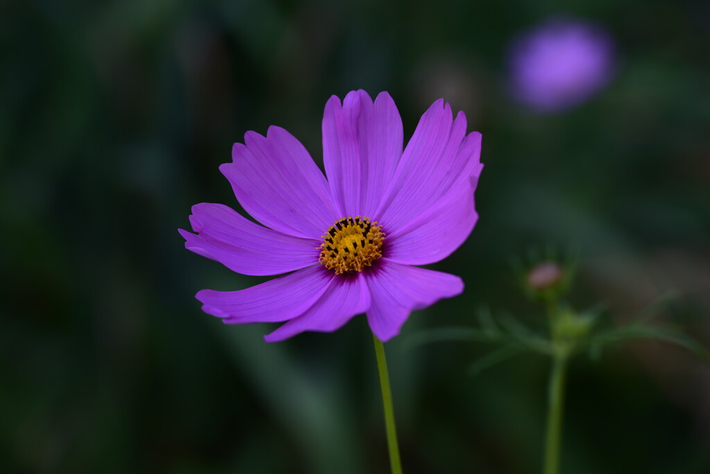 Purple Cosmos flower by mdaskin