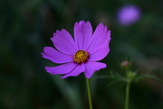 16th Jul 2022 - Purple Cosmos flower