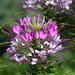 Flower -- Cleoserrata (I think) by mdaskin