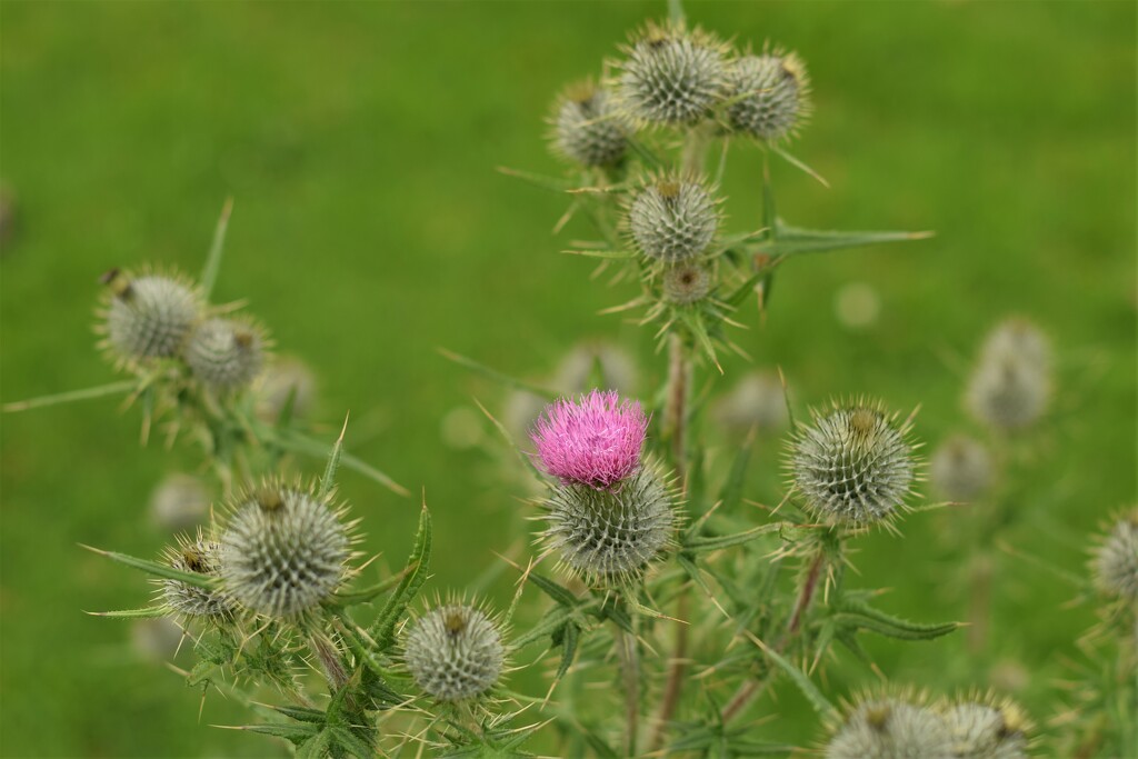 thistles by christophercox