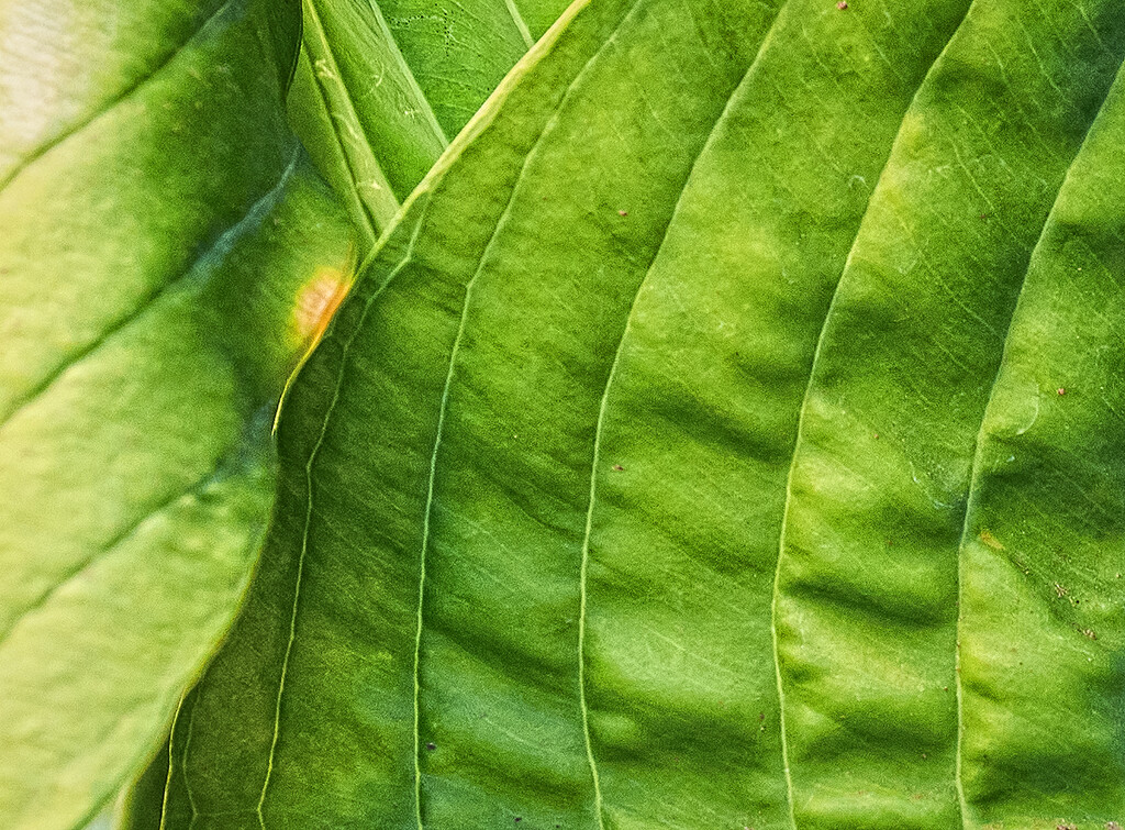Hosta Leaf in Hot, Dry, Weather (Green & Yellow) by gardencat