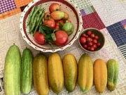 15th Jul 2022 - today's harvest