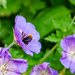 Pollination by manek43509