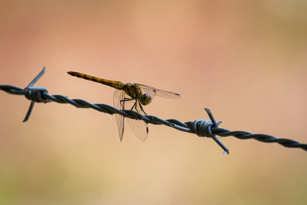 07-16 - Dragonfly by talmon
