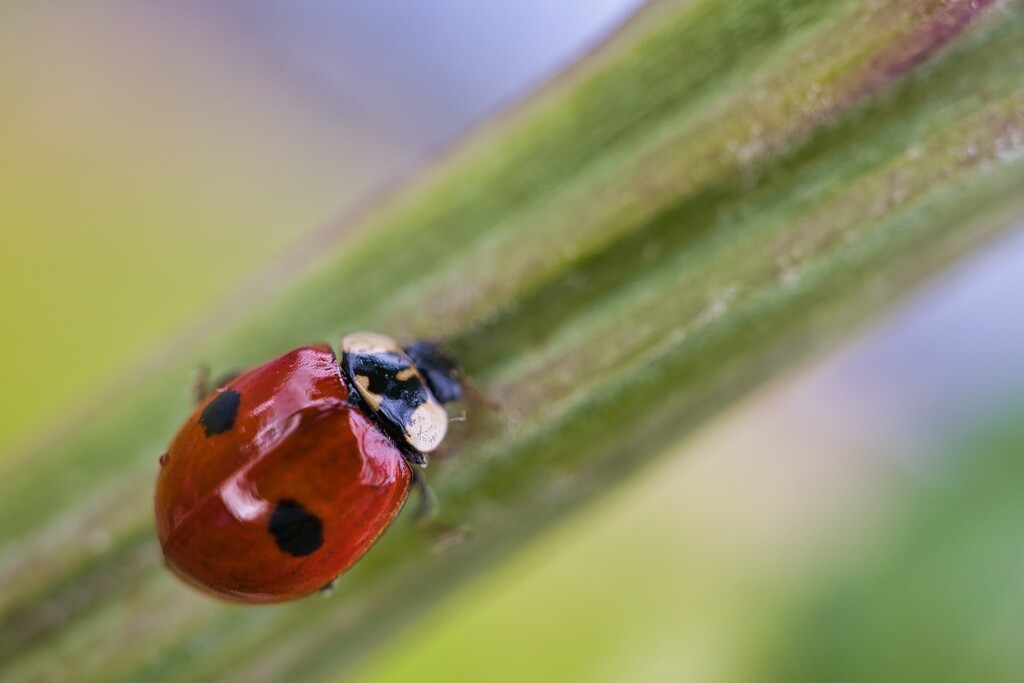 Ladybug by okvalle