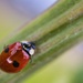 Ladybug by okvalle