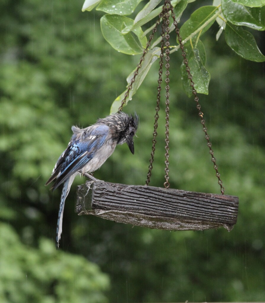 A  WET  bluejay.   It has been  raining  all day. by essiesue
