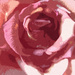 Pop art rose... by marlboromaam