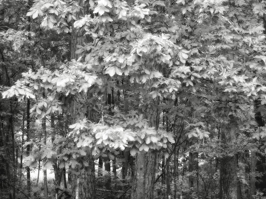 Mockernut leaves... by marlboromaam
